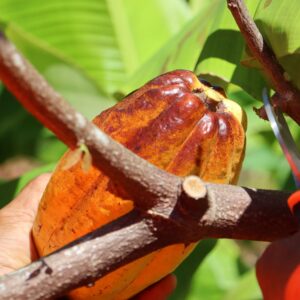 Cacao
